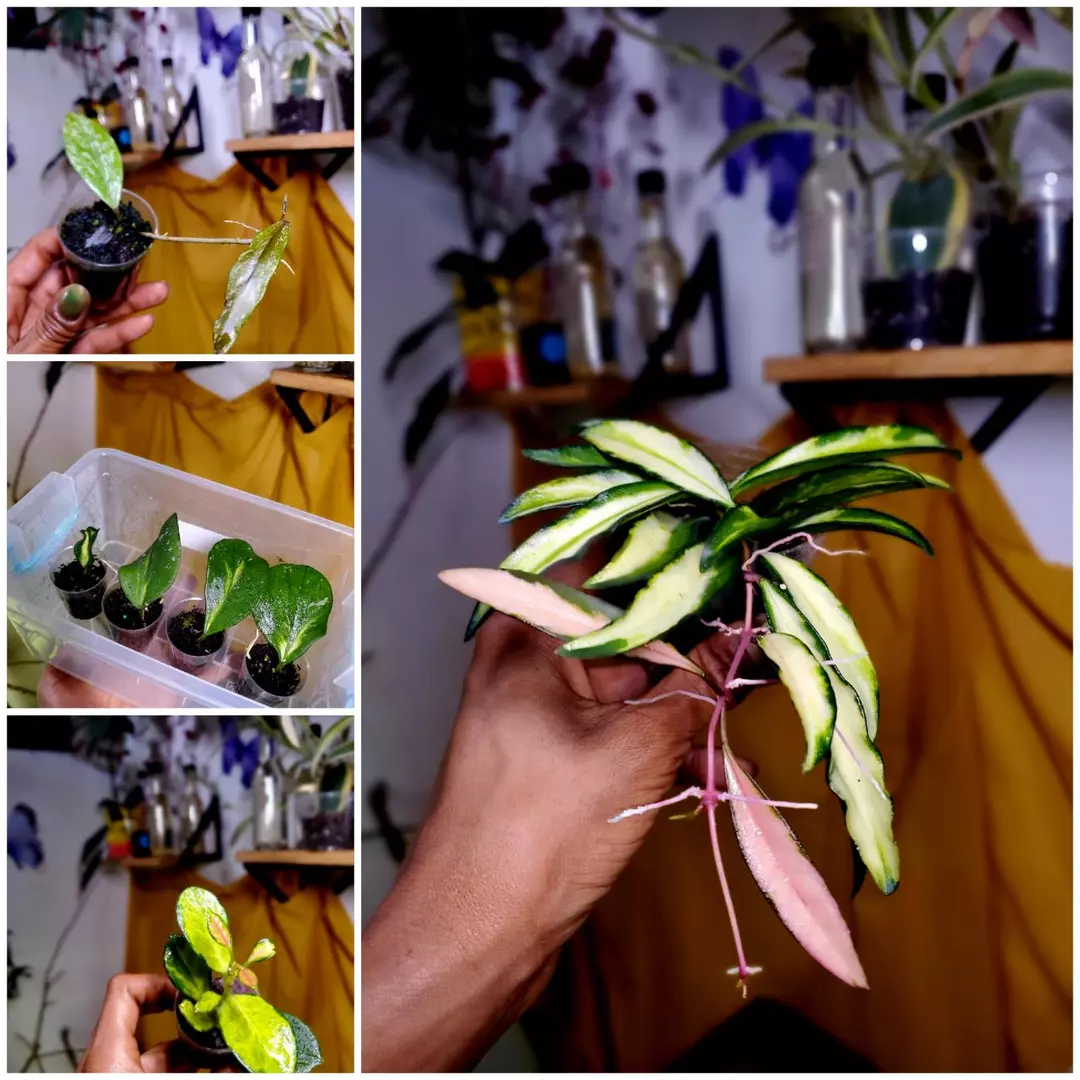 Hoya Bundles‼️🌱🌤 #2 - GROWERS CHOICE thumbnail