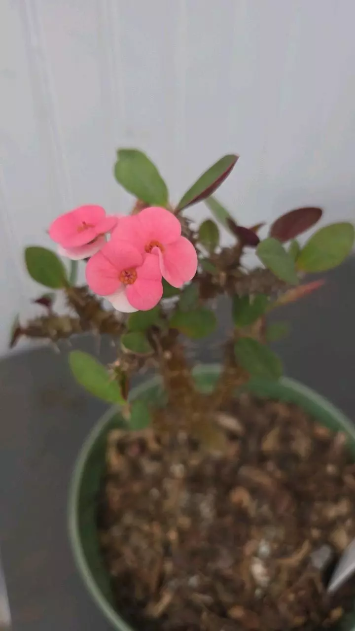 Pafun purple (dwarf) 01 thumbnail