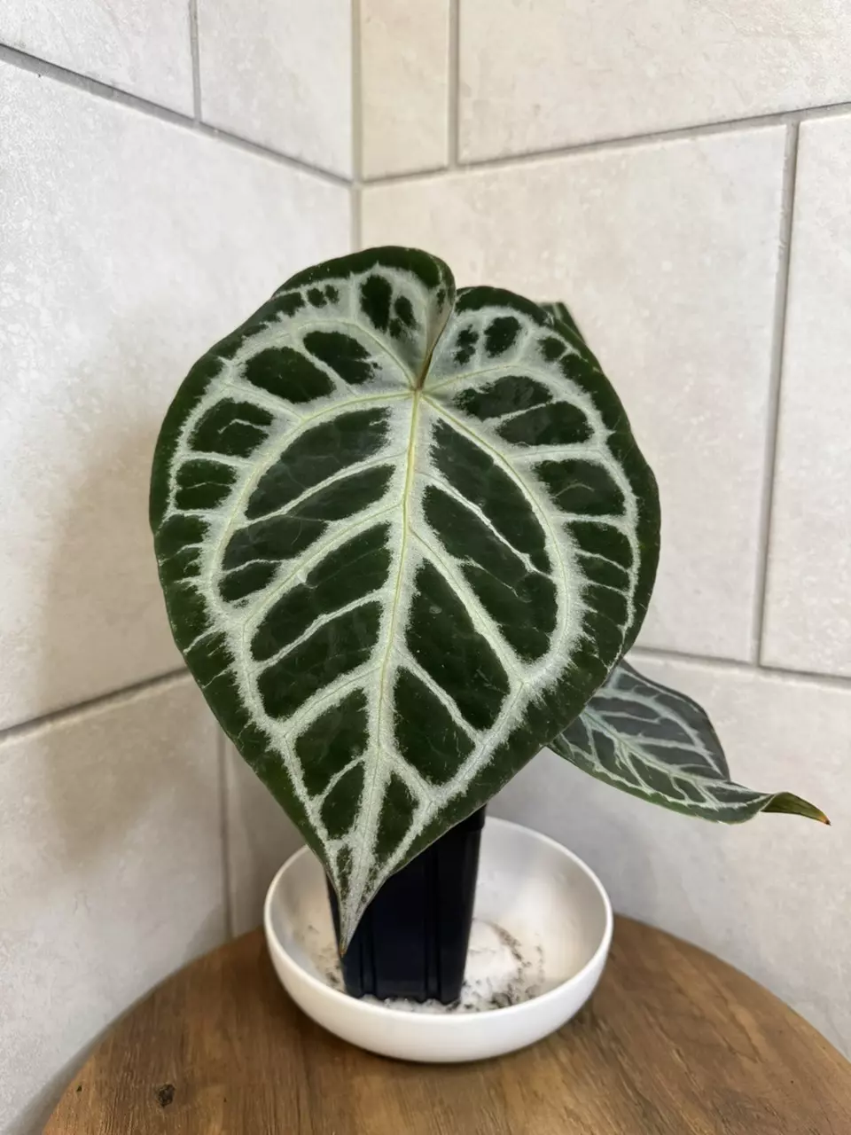 Anthurium SKG Red Crystal x Pink Lemonade thumbnail