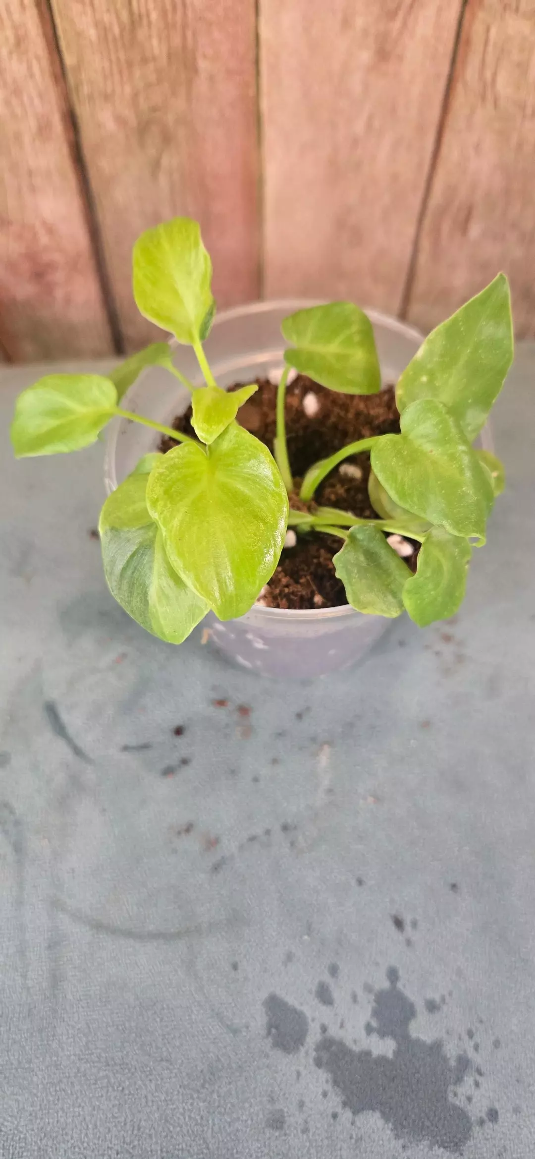 Varigated Dwarf Xanadu thumbnail