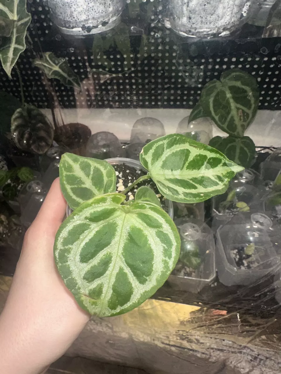 Anthurium Dorayaki x Crystallinum thumbnail