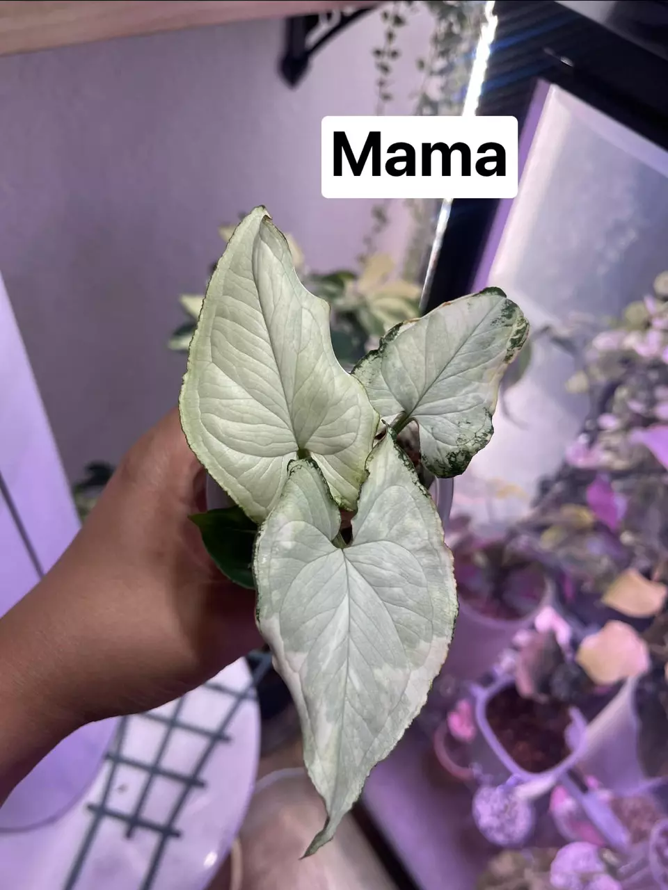 Ultra Rare Blue and Cream Syngonium 🤍 thumbnail