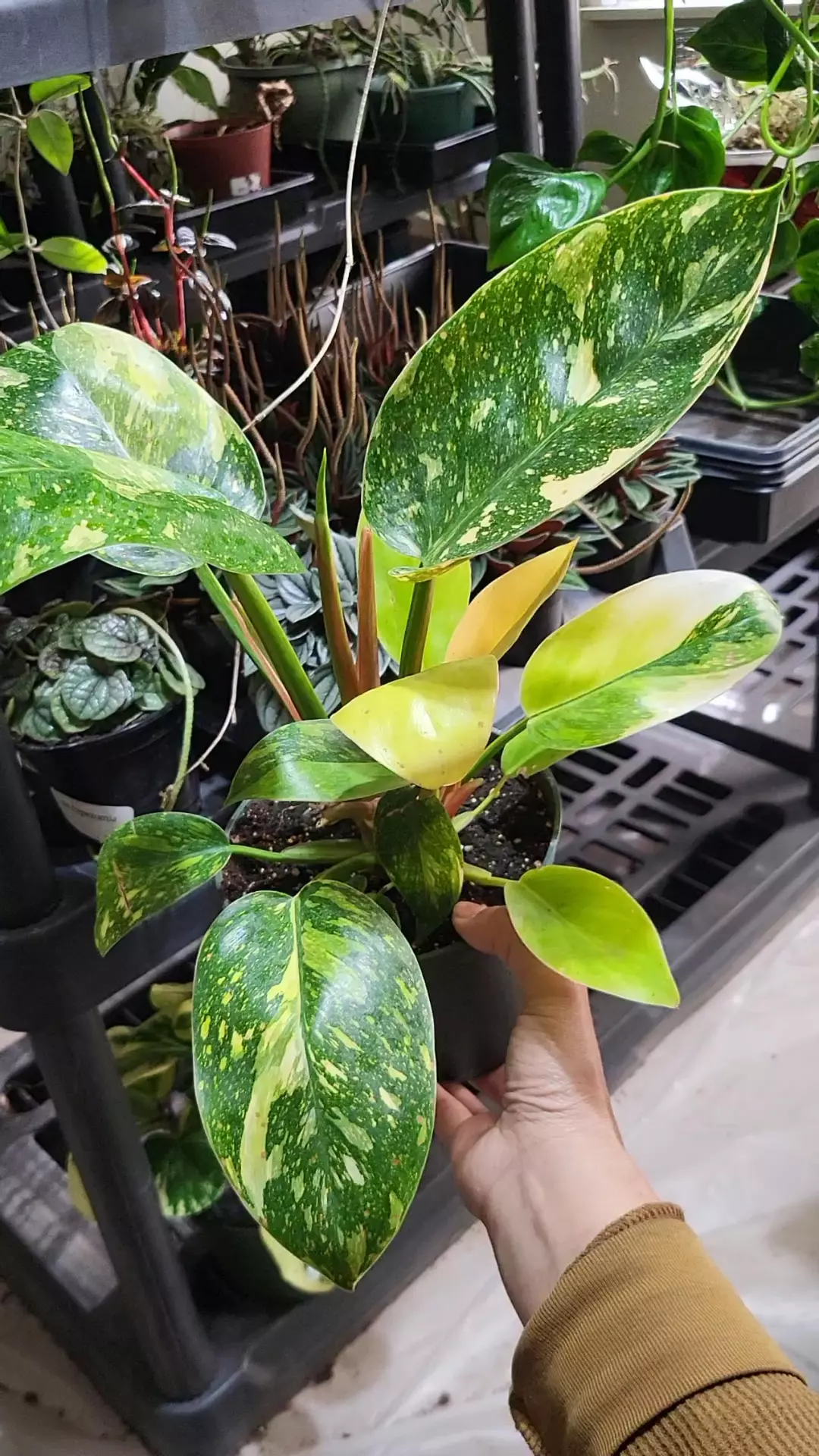 Philodendron green congo 6" thumbnail