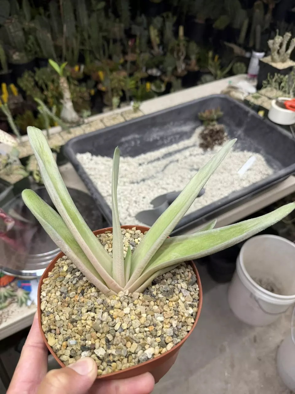 6” pot Gasteria Minty Monster thumbnail