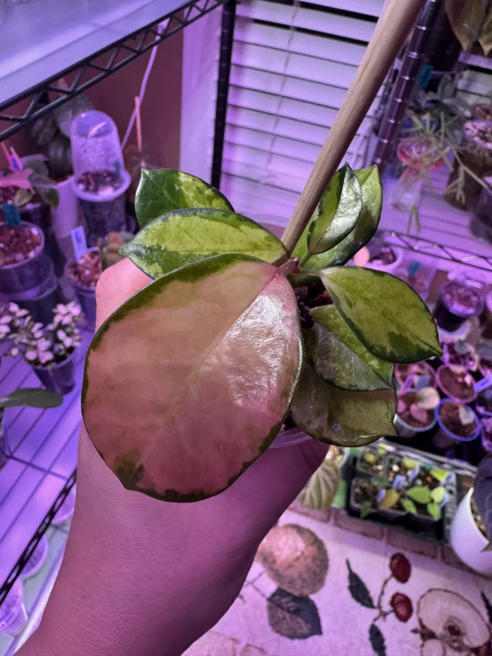 Hoya Australias Lisa 514 thumbnail