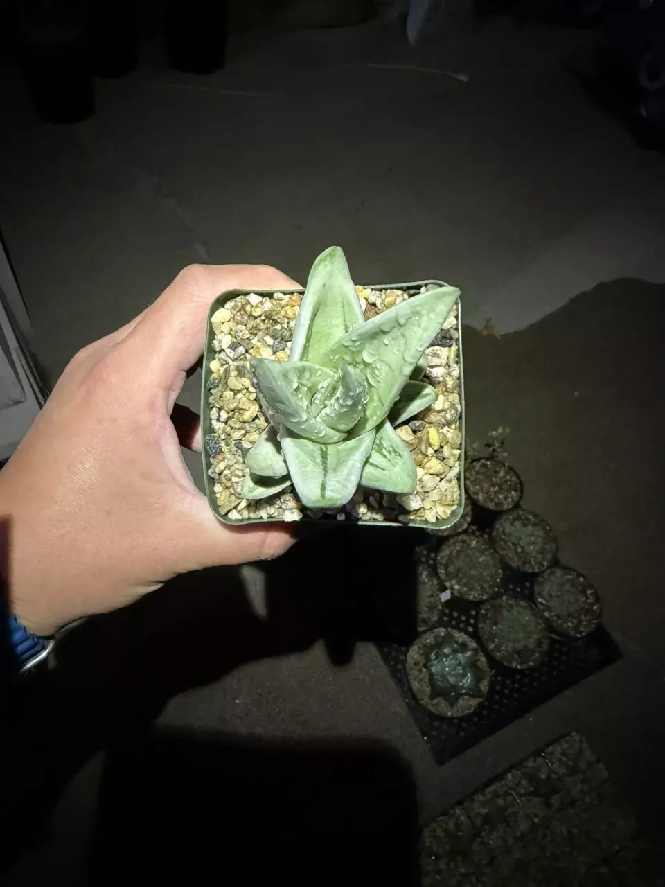 Gasteria Green Ice thumbnail