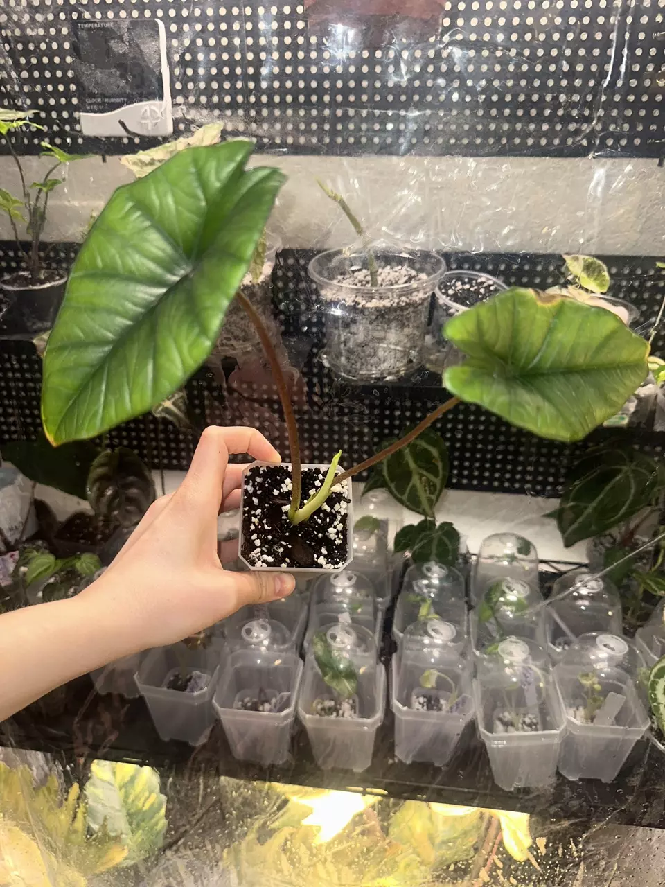 Alocasia Platinum Bisma thumbnail