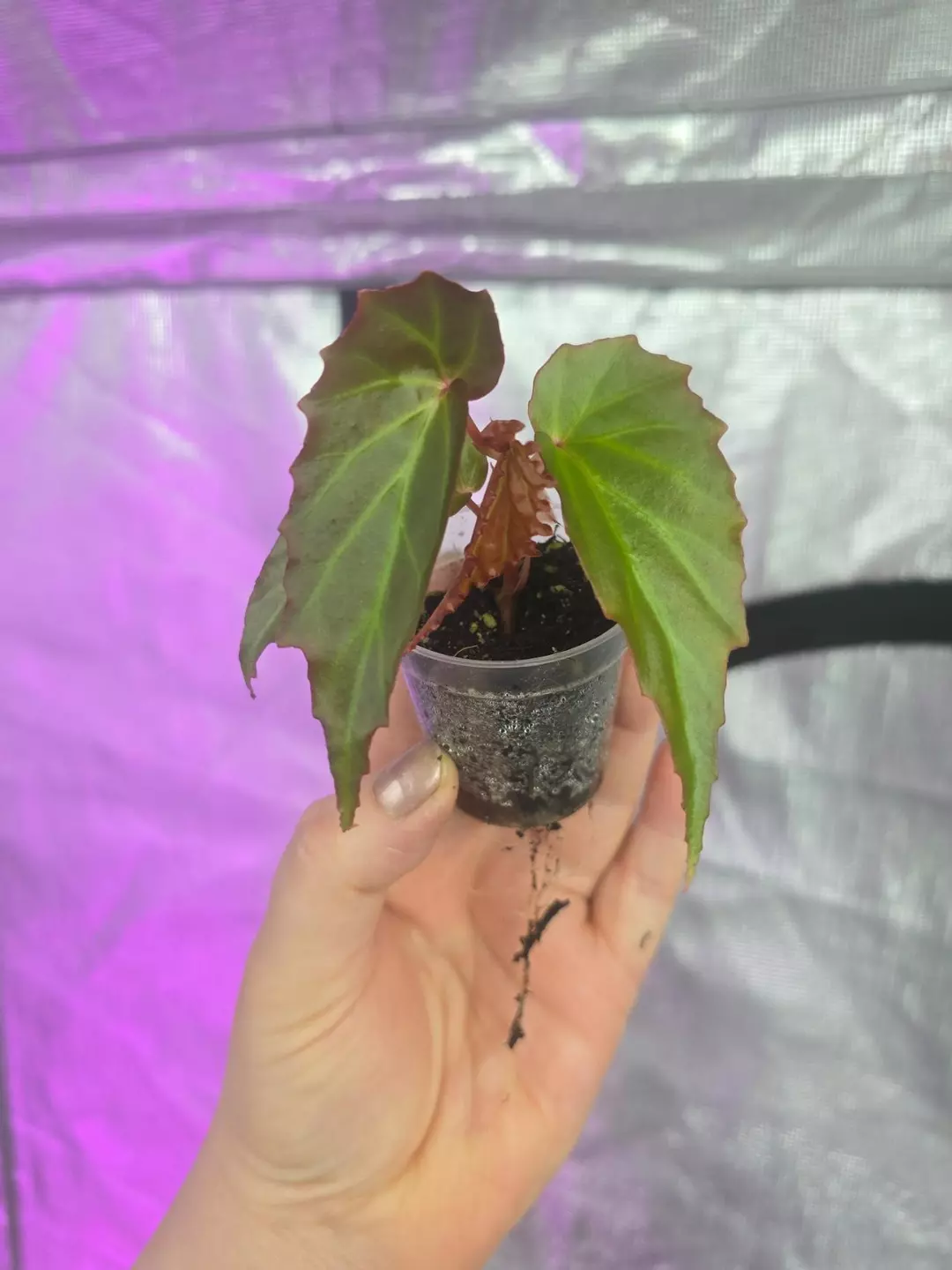 Begonia borneensis 2" thumbnail