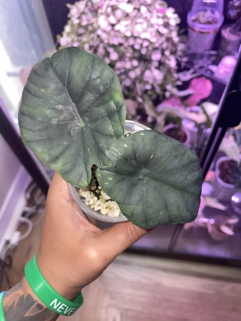 Nebula Aurea revert (low Var) thumbnail