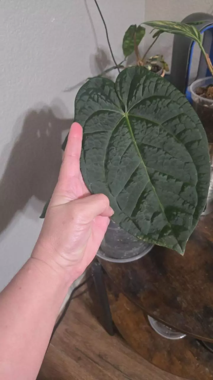 Hoffmanii x Luxurians thumbnail