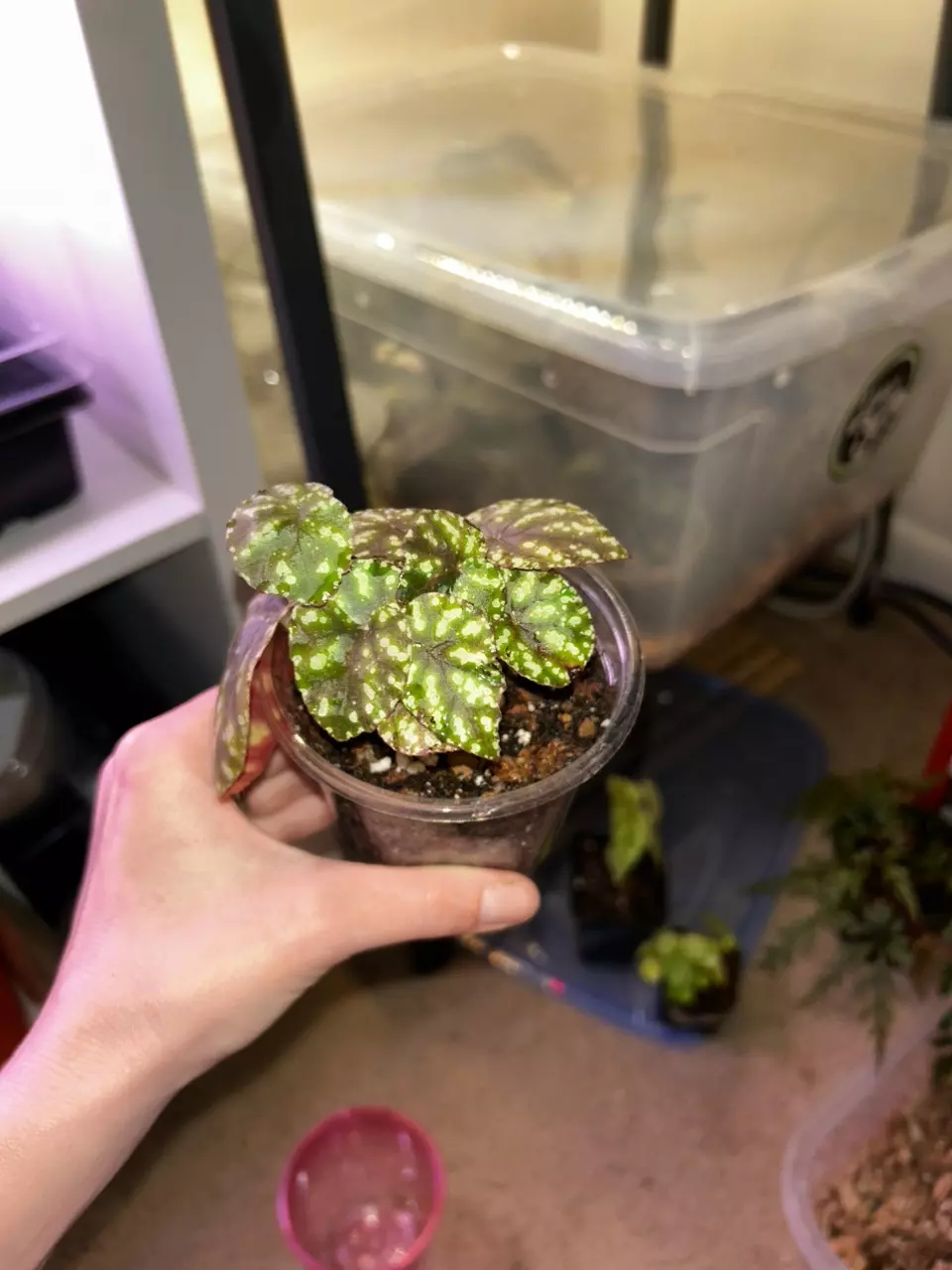 Begonia Botanicaz 96 v. 1 thumbnail