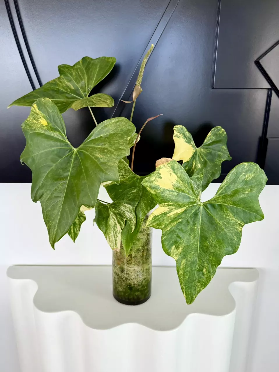 PICK-UP ONLY variegated anthurium pterodactyl 🦖💛 thumbnail