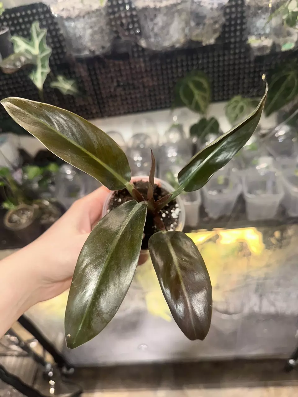 Philodendron Red Congo thumbnail