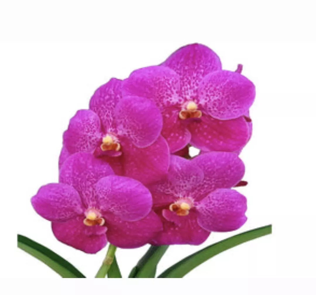 Vanda Dr Anek x Vanda (Gordon Dillon x ponpimol) thumbnail