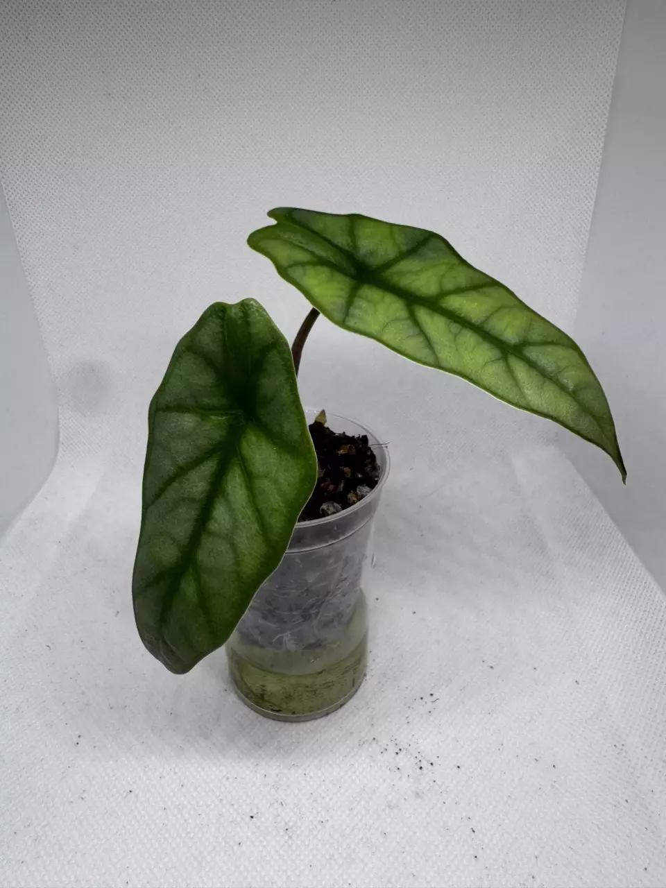 Alocasia Metallic Blue + 3 CORMS thumbnail