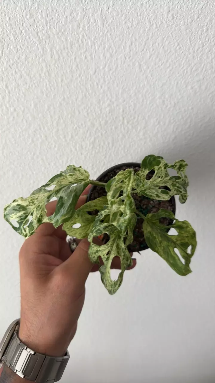 Monstera Adansonii Mottled/Frozen Freckles 4” thumbnail