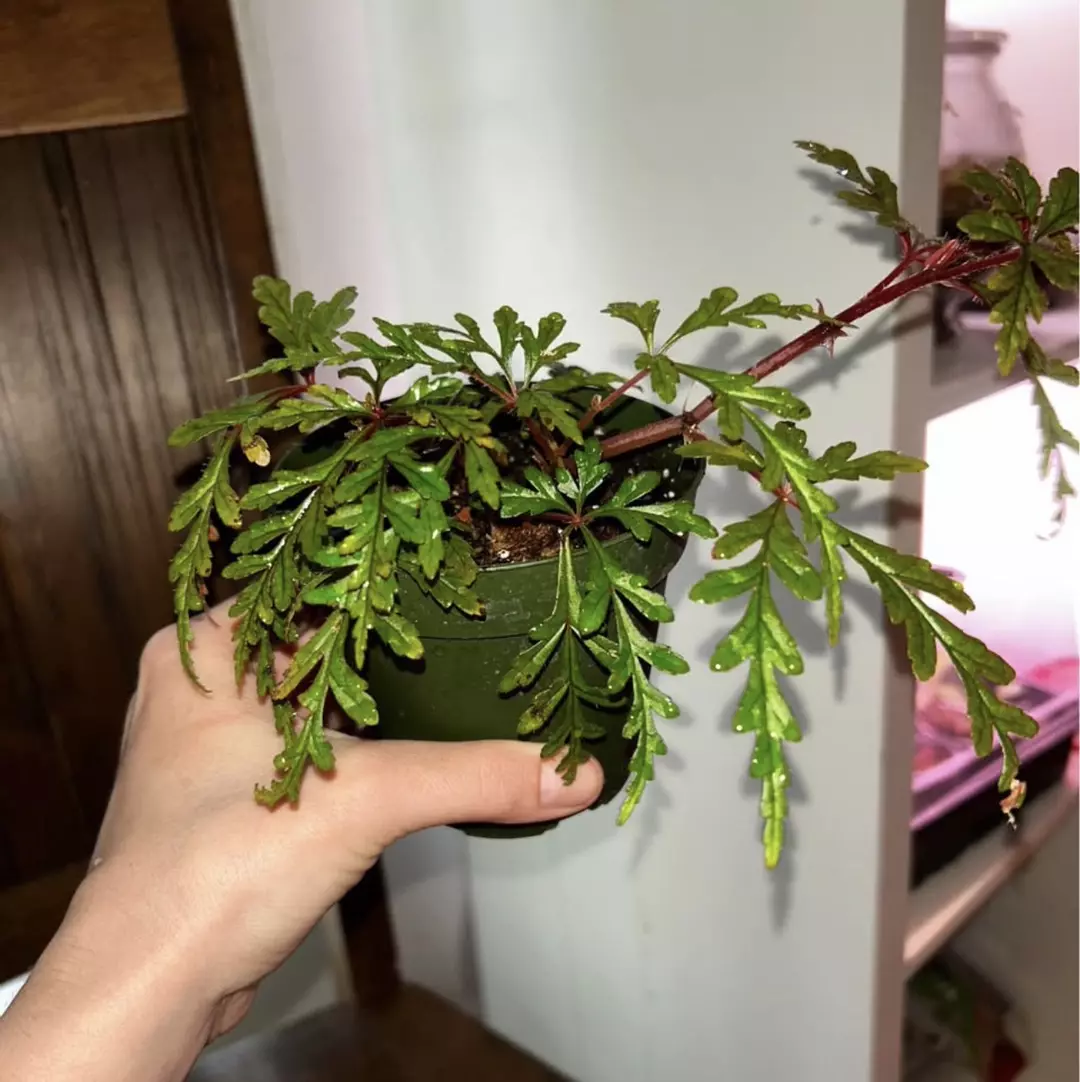 Begonia polilloensis thumbnail
