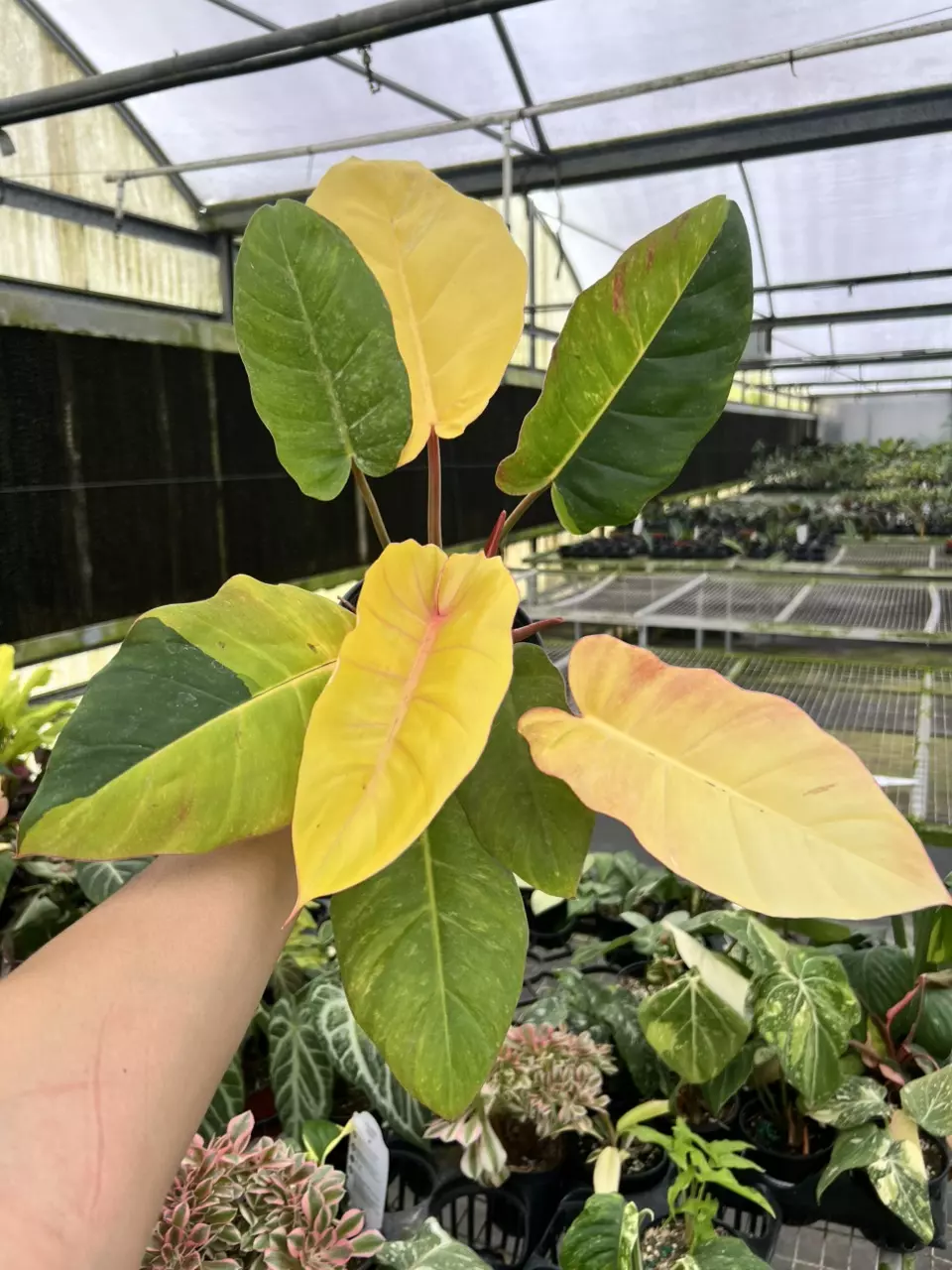 6” Philodendron Jungle Fever - Exact Plant🌱 thumbnail