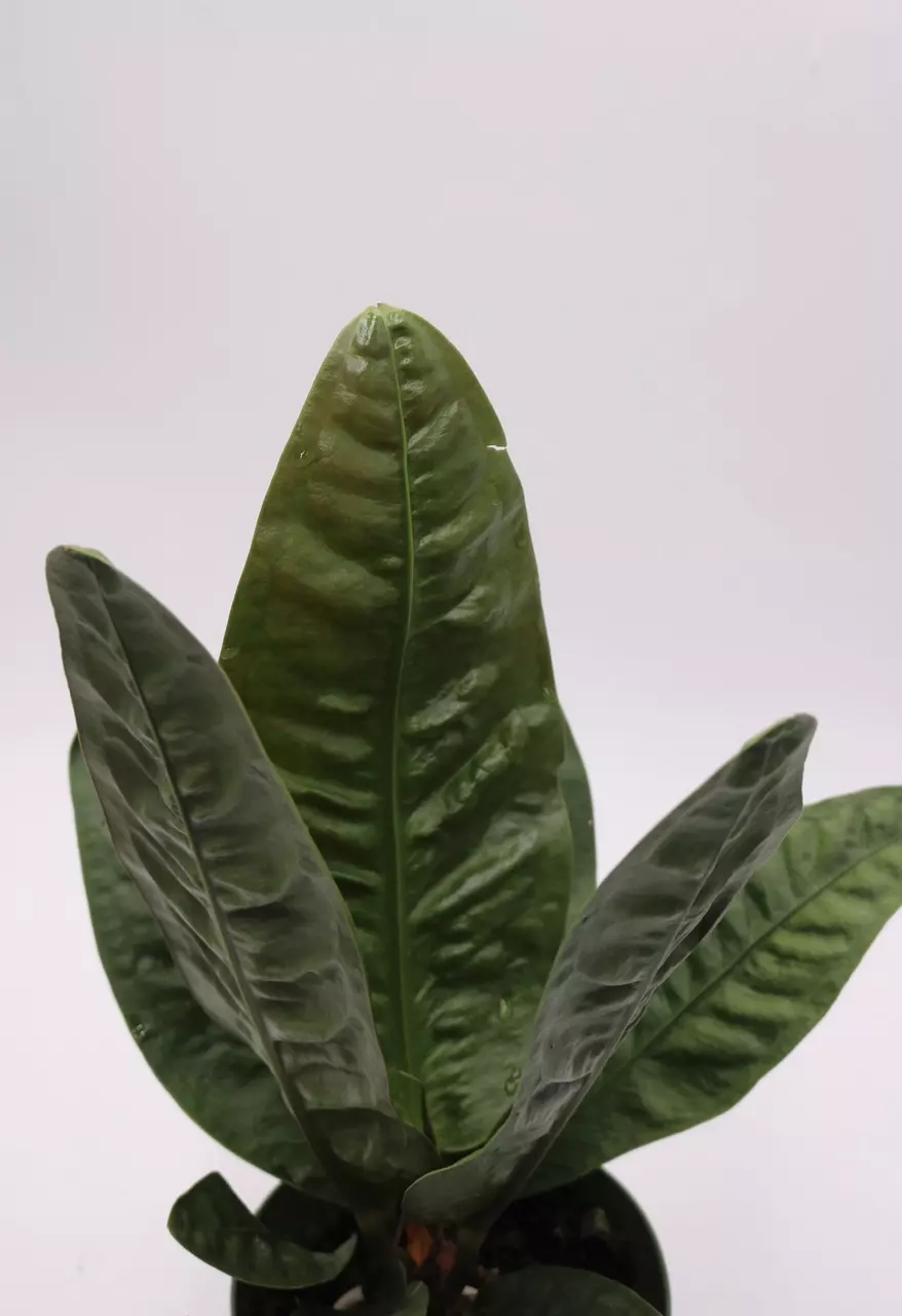 Anthurium Superbum thumbnail