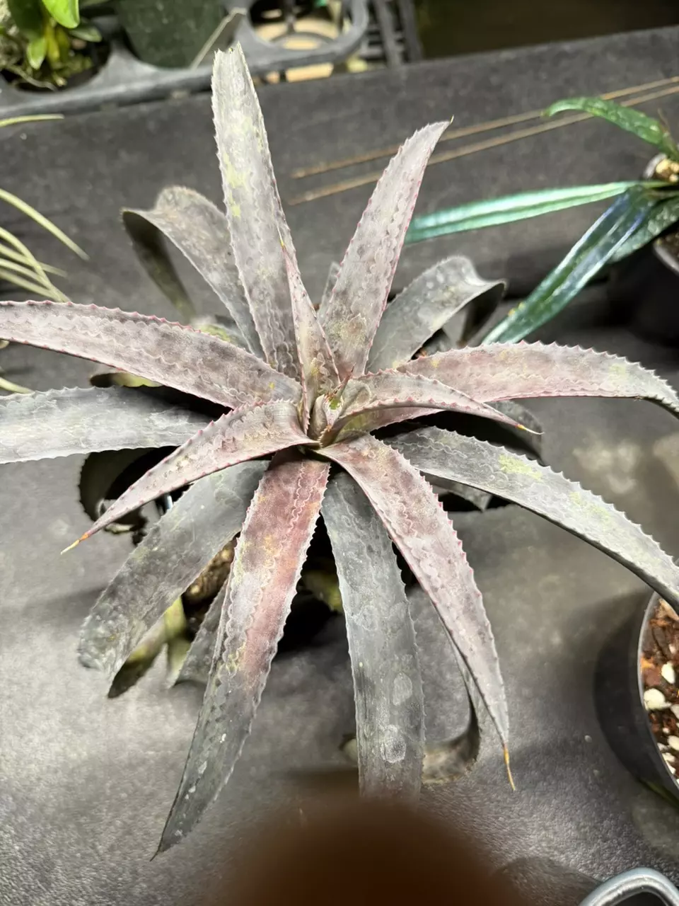 Mangave Black Magic 5” pot GC thumbnail