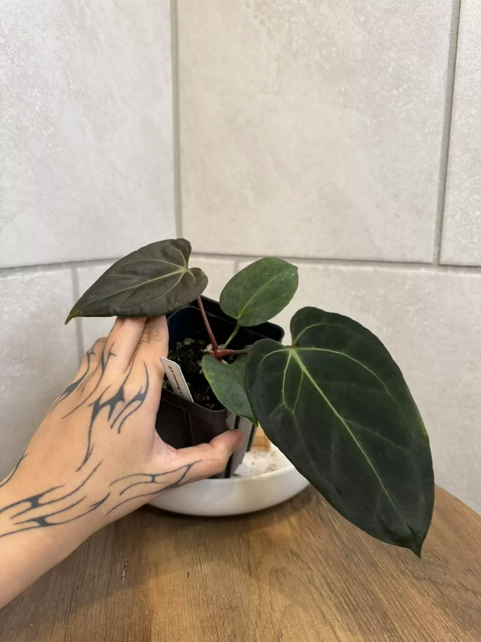 Anthurium Dorito x Besseae Aff Clone thumbnail