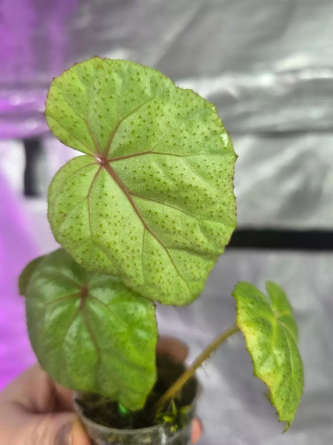 Begonia handelii 2" with live moss thumbnail