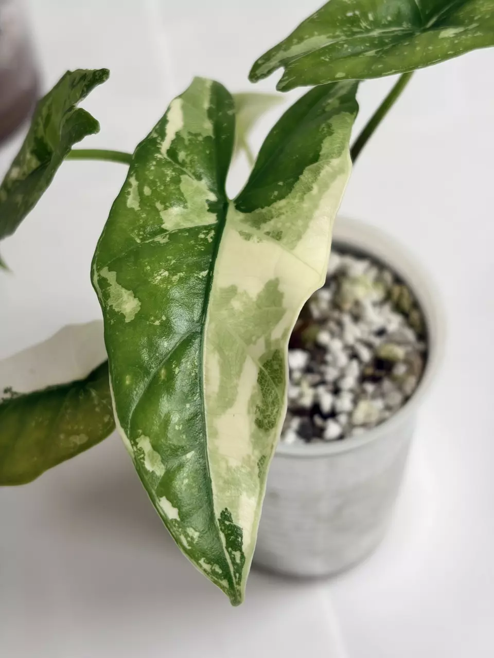 Alocasia Simpo Albo Varigated Pup thumbnail