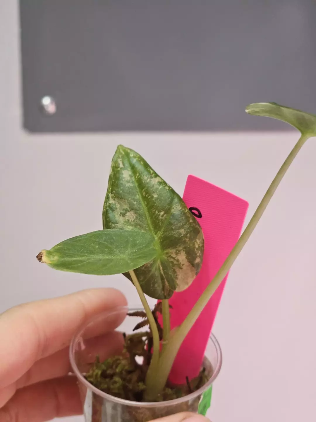 Alocasia regal shield albo thumbnail