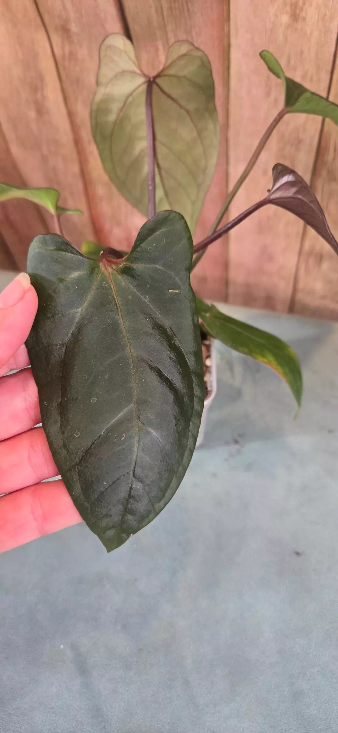 Fort Sherman x Red Port thumbnail