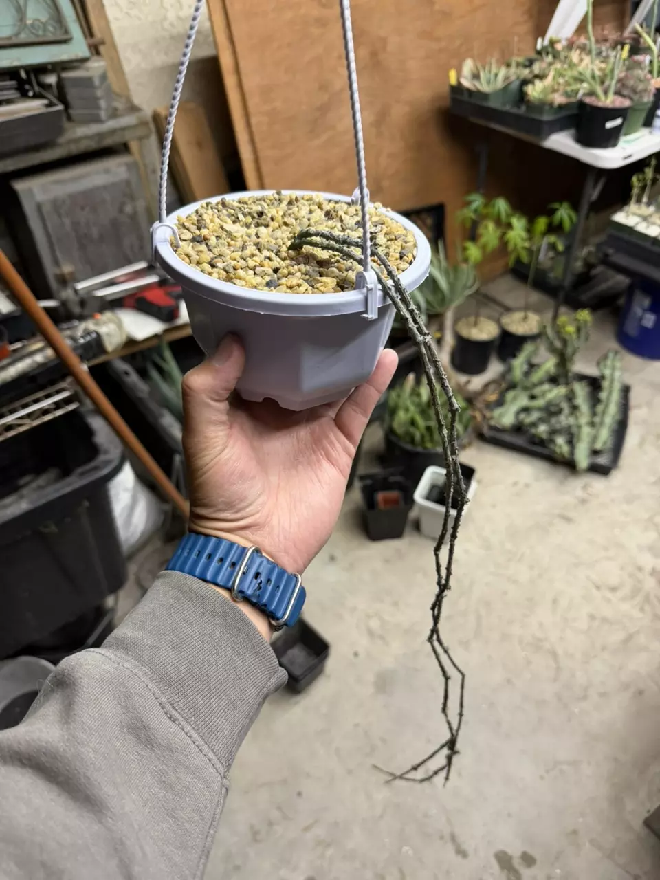 Cynanchum Marnierianum in 6” hanging pot thumbnail