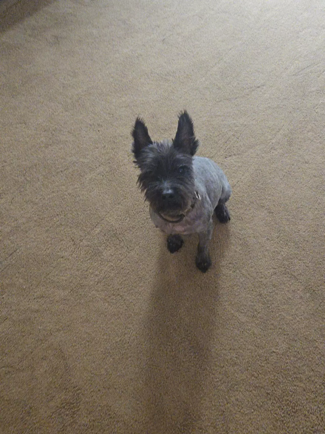 UPS Next Day Upgrade thumbnail