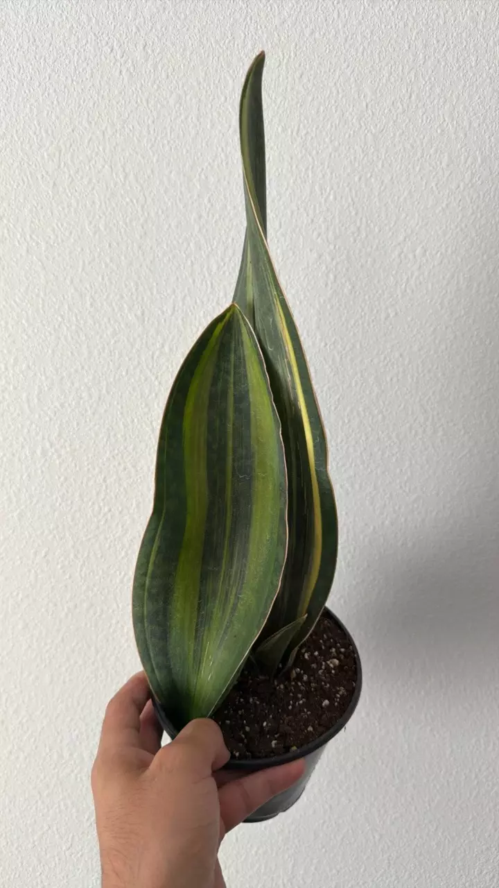 Sansevieria ‘Whale Fin’ Variegated 6” thumbnail