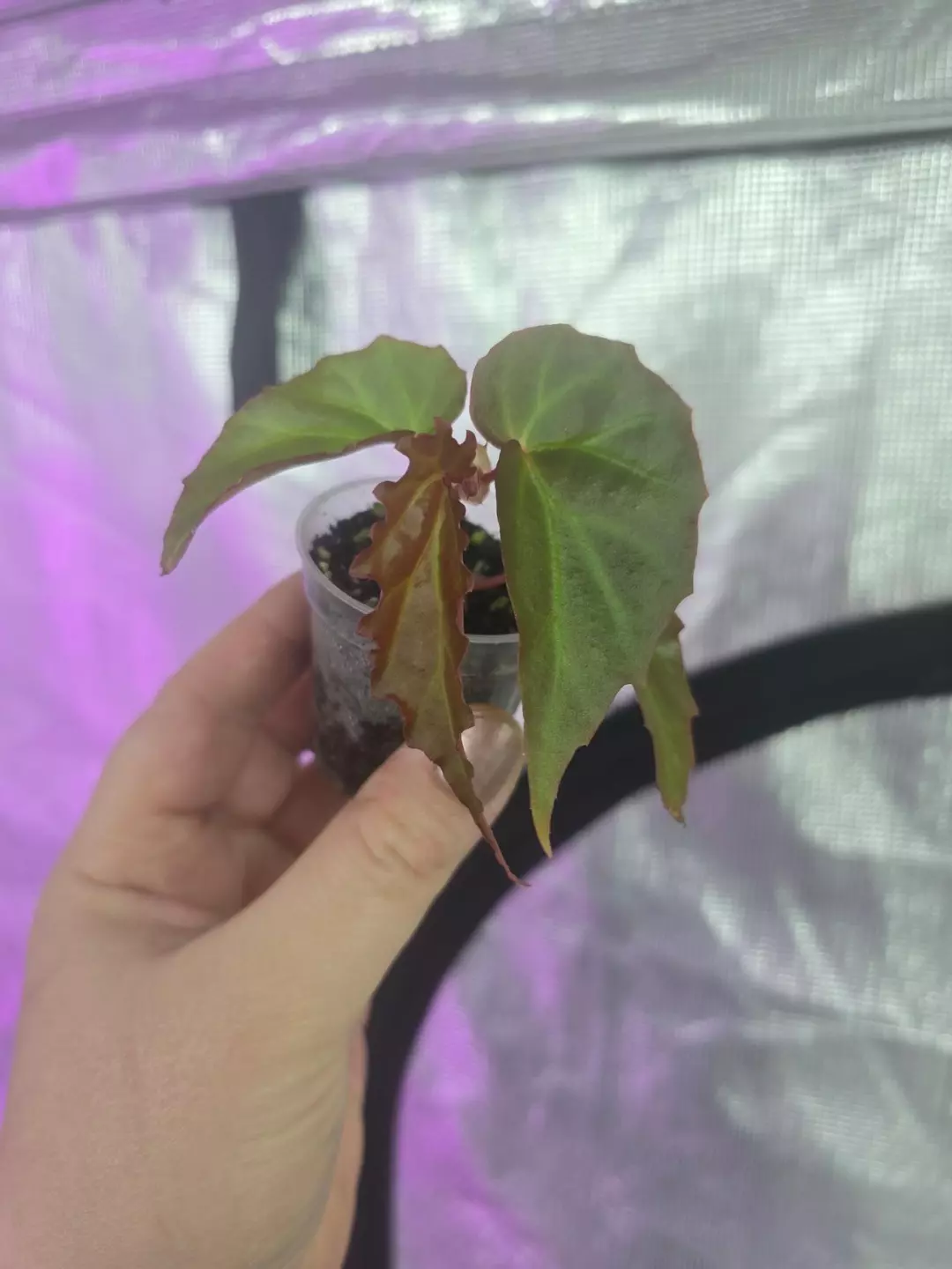 Begonia borneensis 2" thumbnail