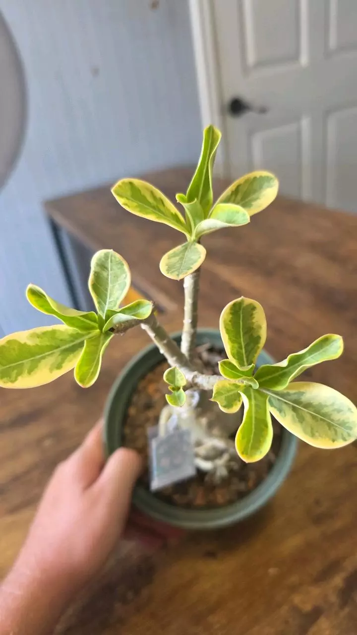 Variegated (red flower) 01 thumbnail