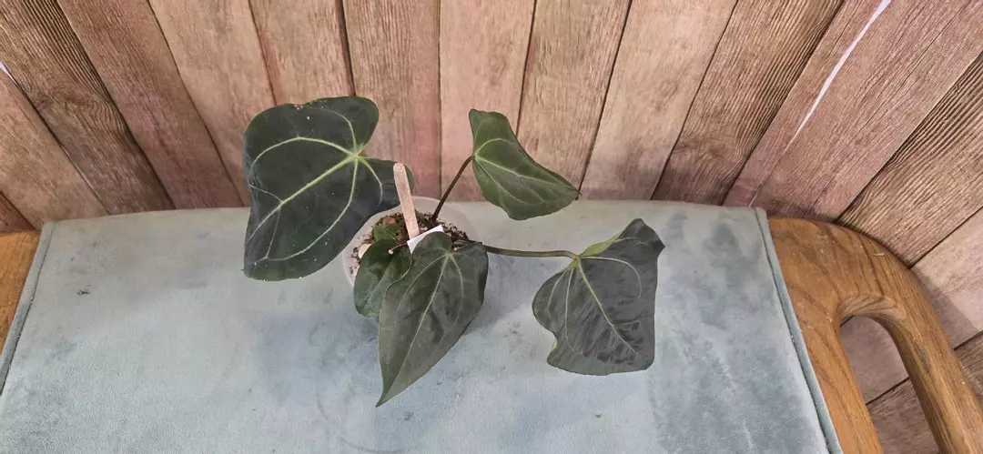 Pumpkin Spice x NSE AOS thumbnail