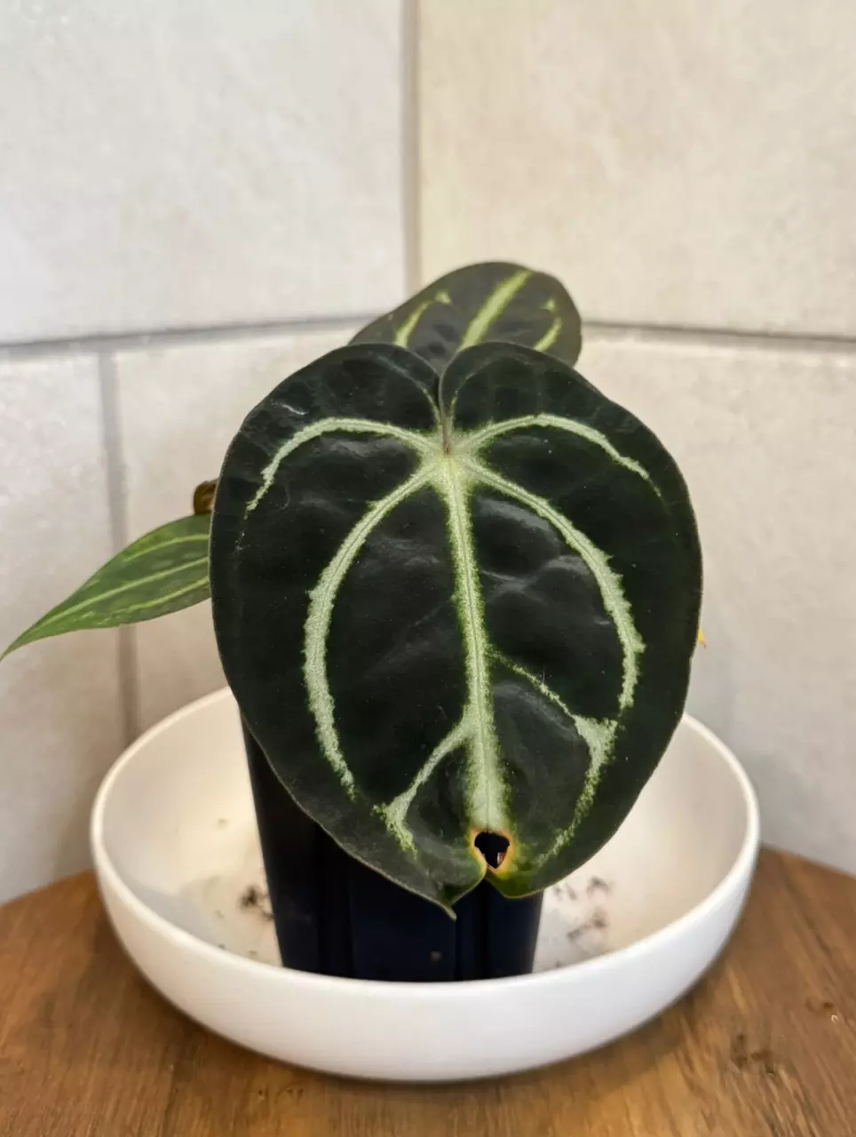 Anthurium Carla OG4 x Carla PM6 thumbnail