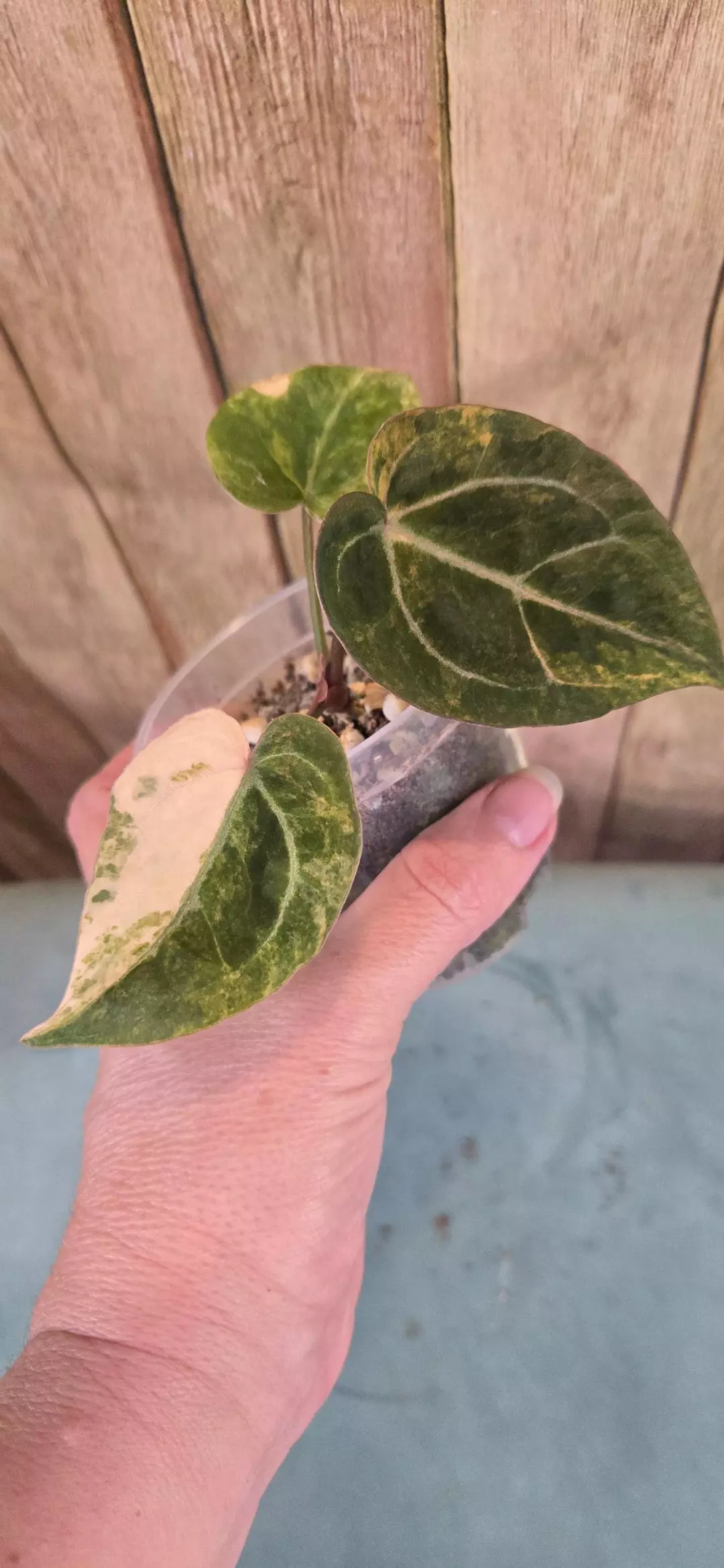 Varigated Forgetii AUS x Michelle thumbnail