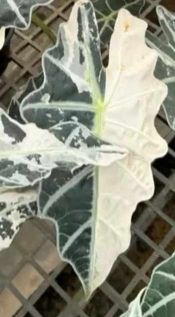 Alocasia Pink Polly CORM only-GC thumbnail