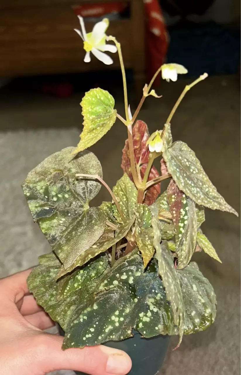 Begonia Botanicaz 79 v. 5 thumbnail