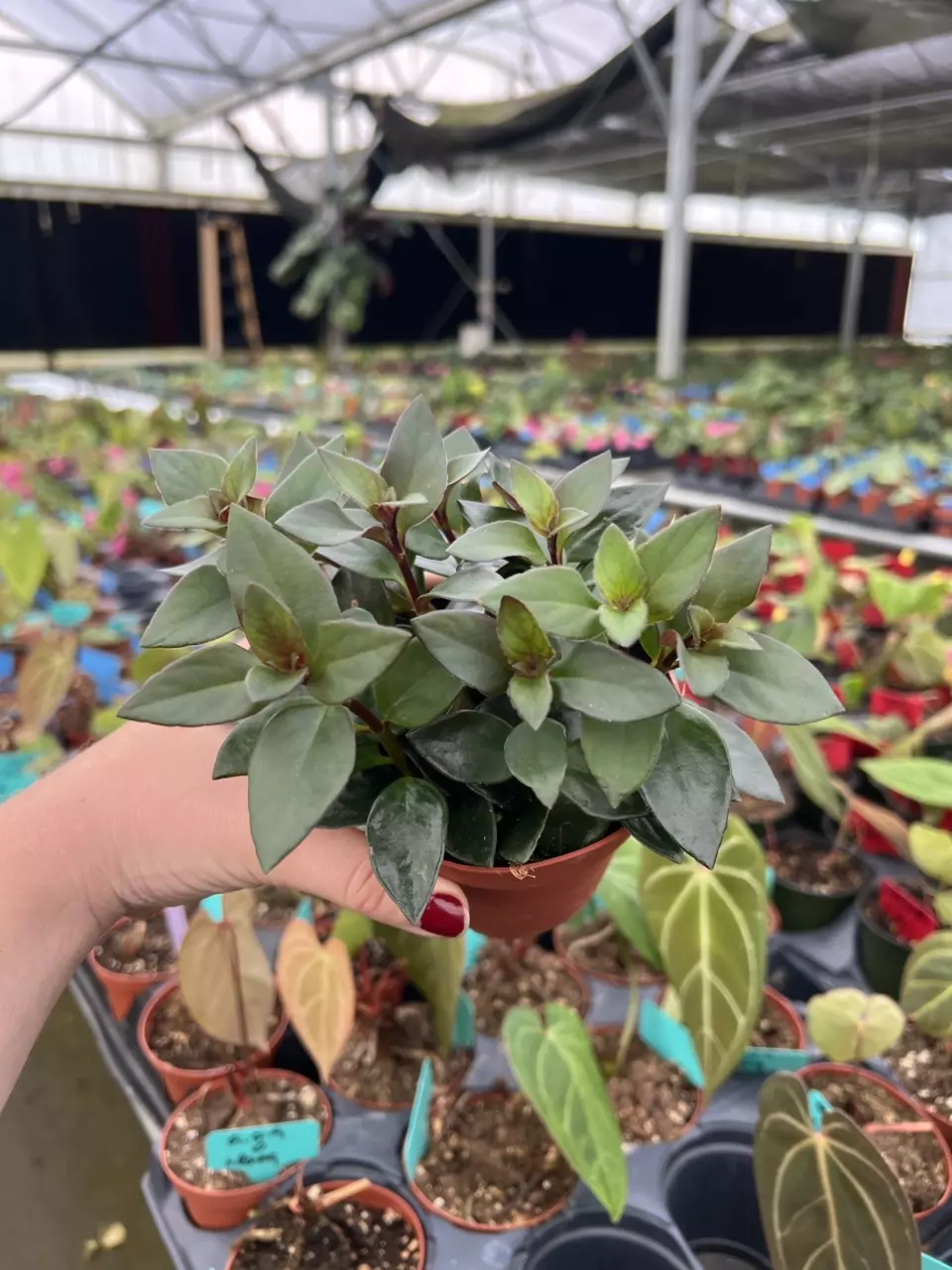 Nematanthus Goldfish Red Koi 4” pot growers choice thumbnail