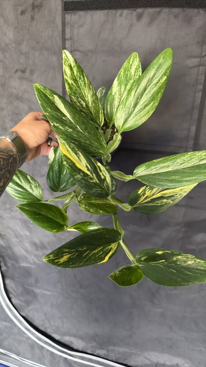 monstera standleyana aurea 6” thumbnail