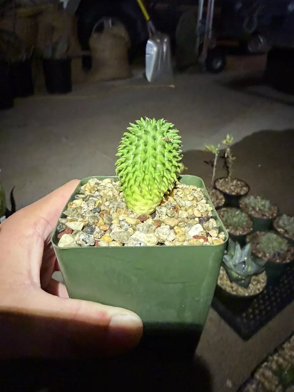 US Seed Grown Euphorbia Suzannae thumbnail