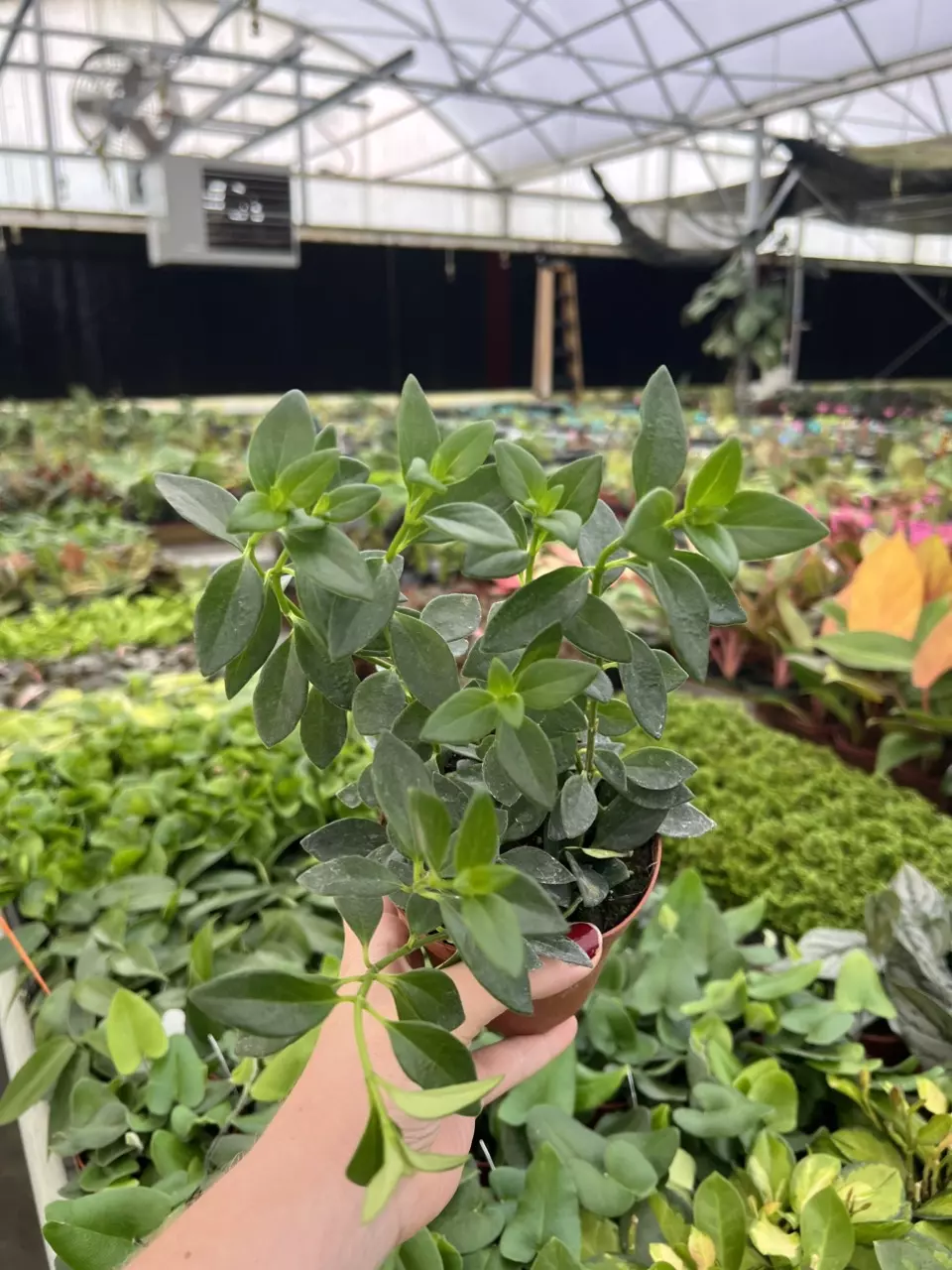 Nematanthus Goldfish Orange Koi 4” pot growers choice thumbnail