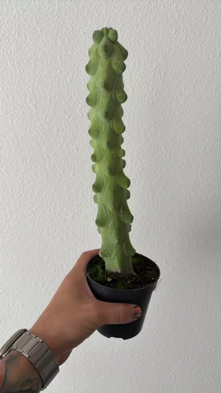 Boobie Cactus 12” Tall thumbnail