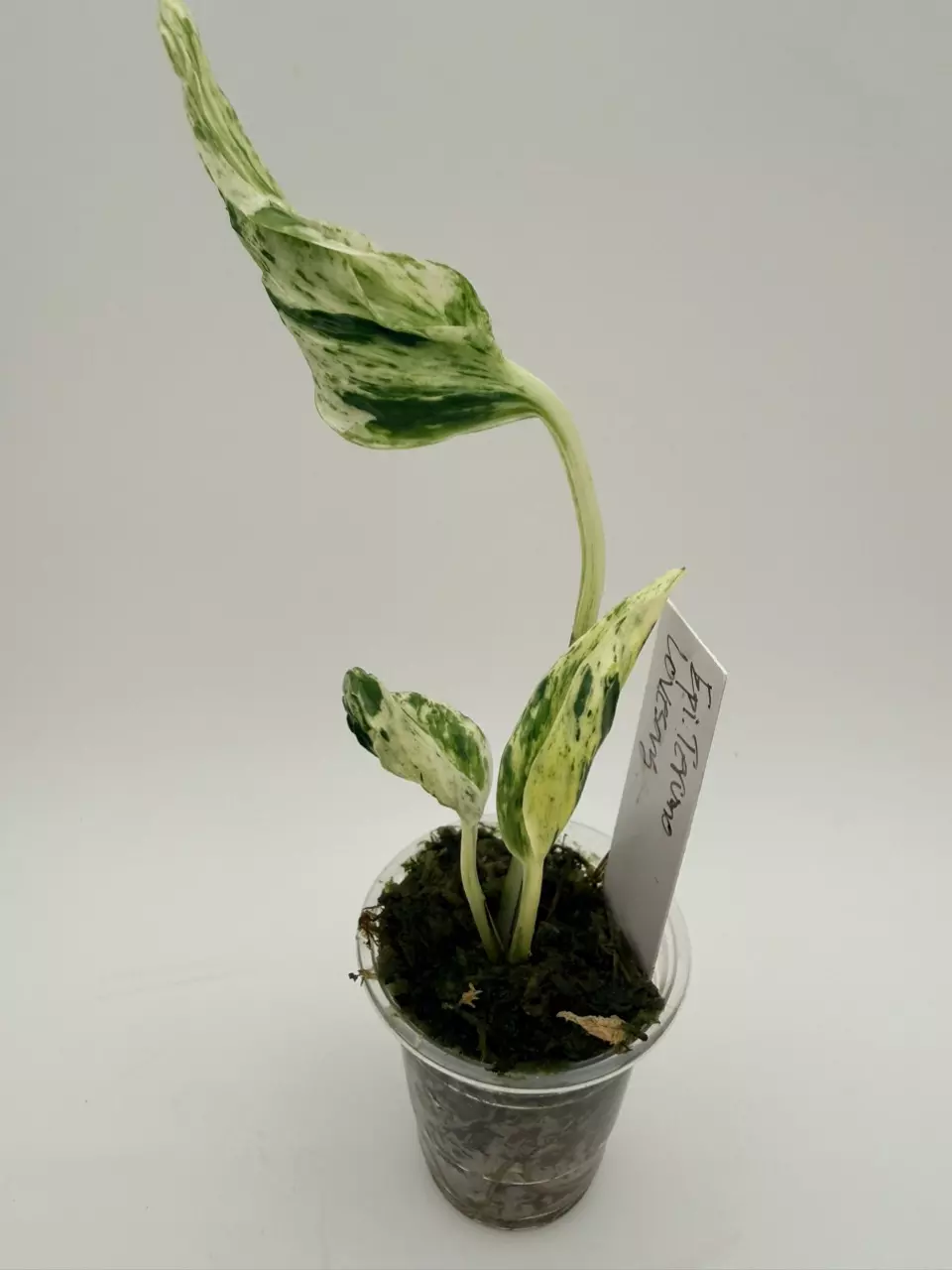 Teruno Love song epipremnum/Pothos thumbnail