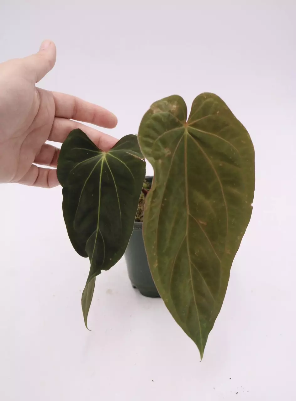 Anthurium Tezula Velvet Giant x (Pap x Ft. Sherman) thumbnail