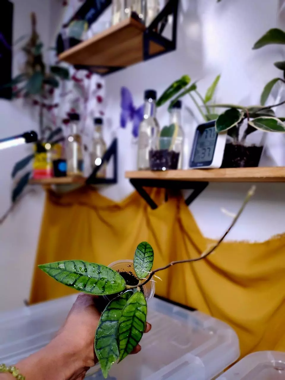 🌱🐈‍⬛ Hoya Callistophylla 'Black Cat' ✨️ Rooted #1 thumbnail