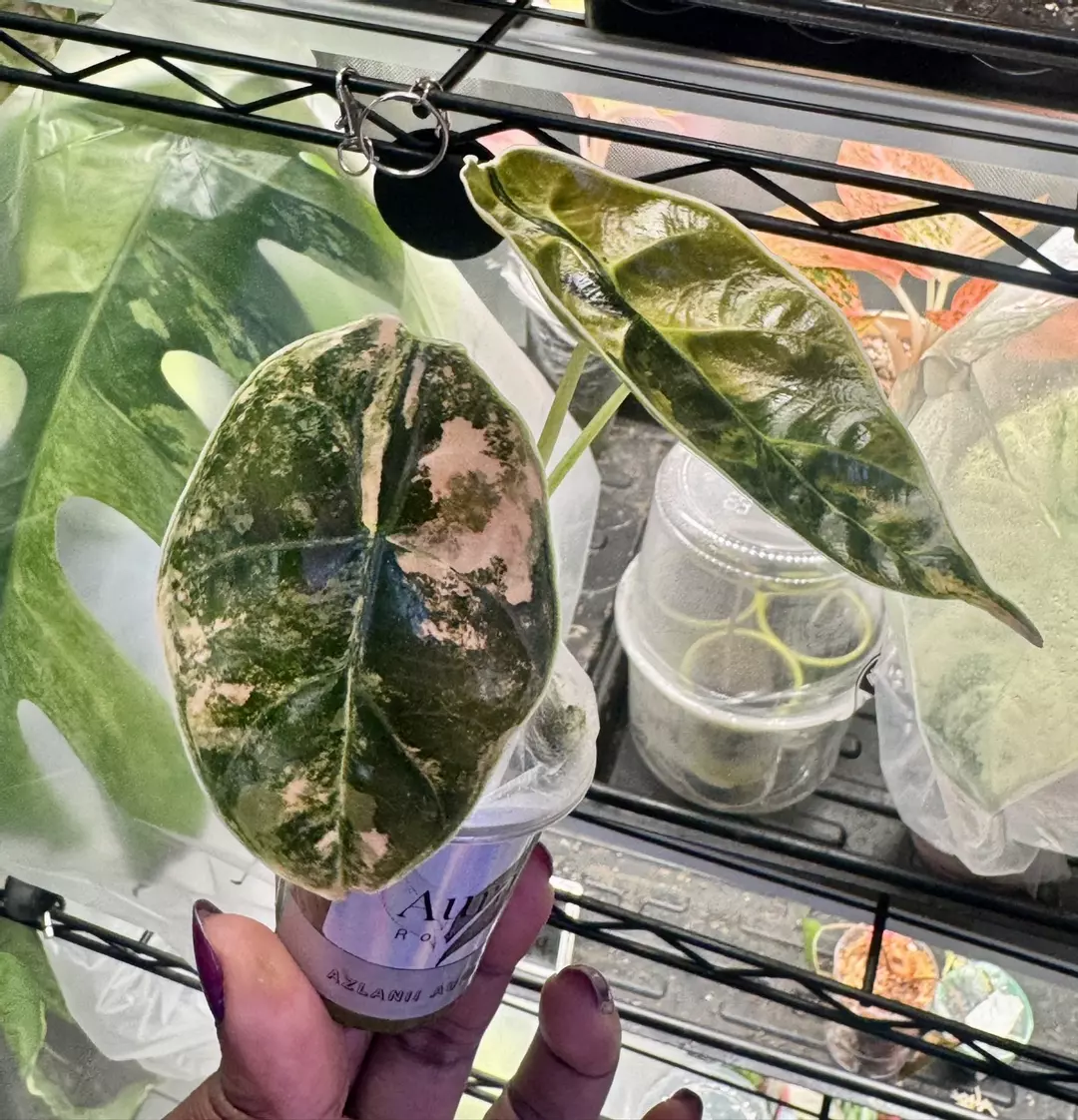 Alocasia Azlanii Aurea/Peachy thumbnail