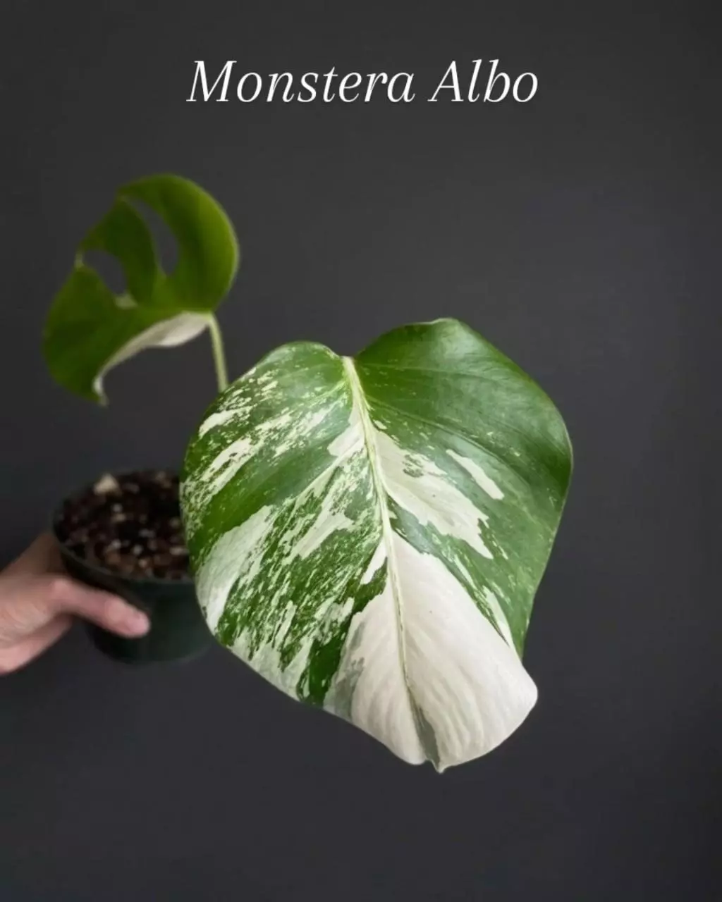 Monstera Albo thumbnail