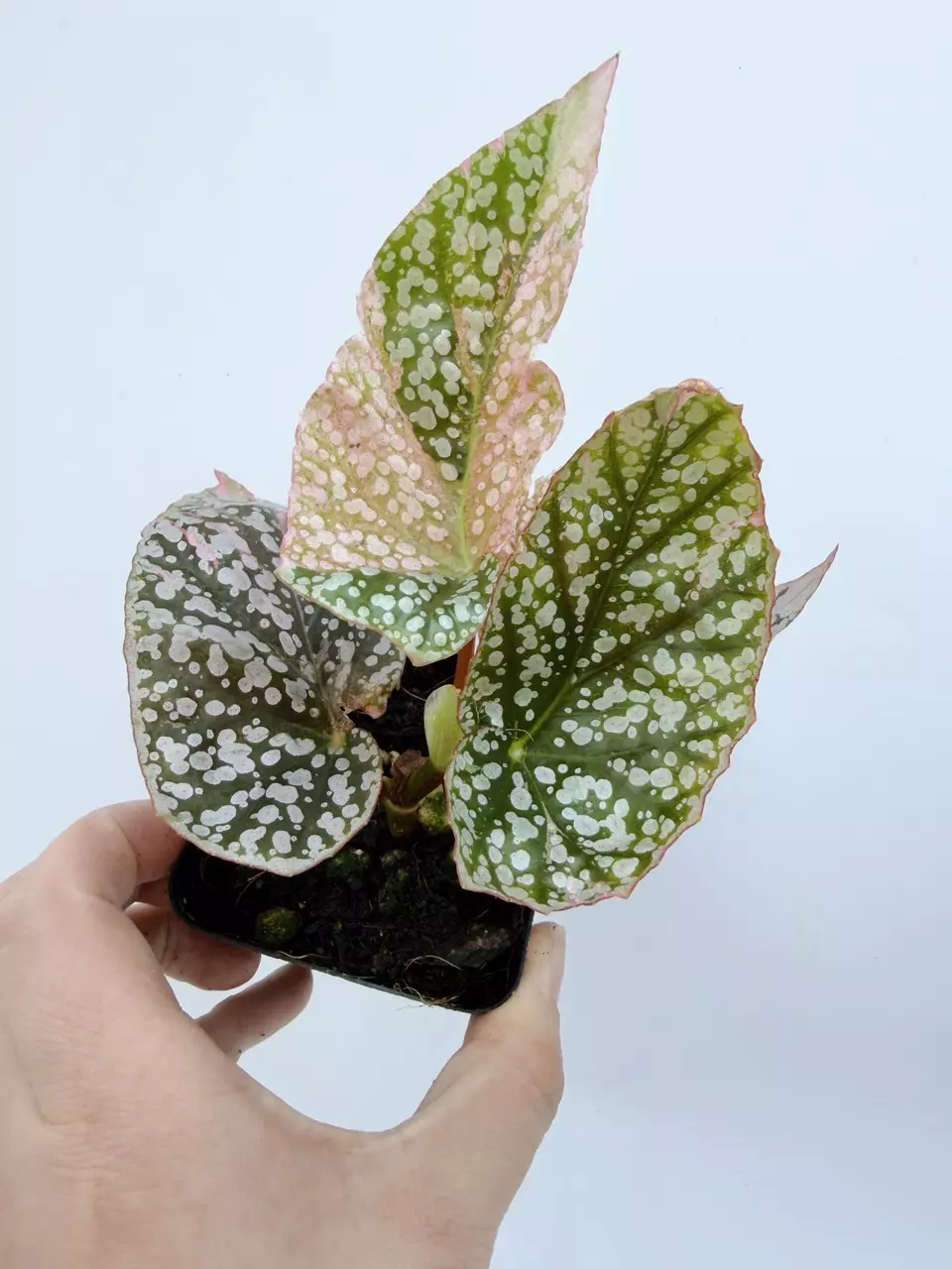 Begonia Snow Capped Variegated thumbnail
